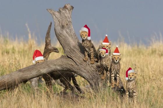 Christmas in the Wilds of Africa