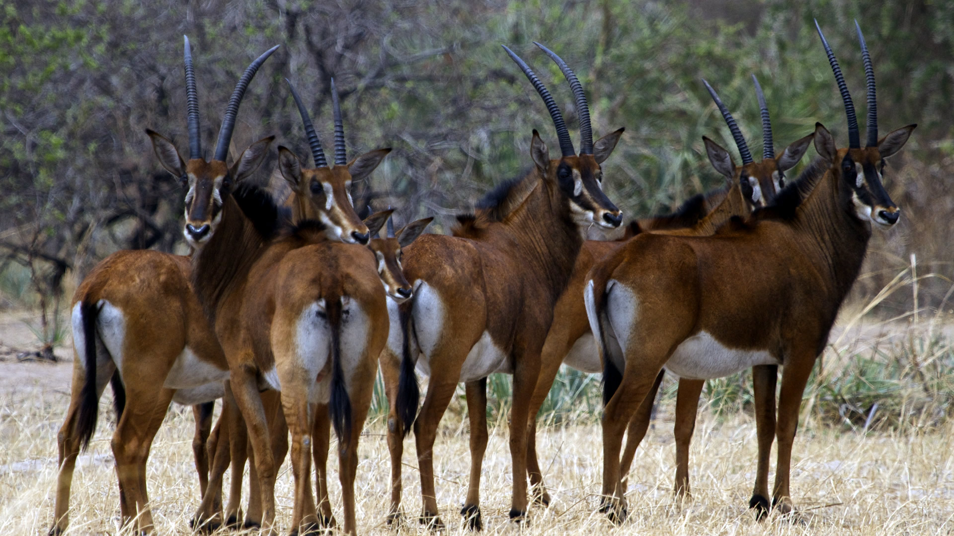 katavi national park katavi national park