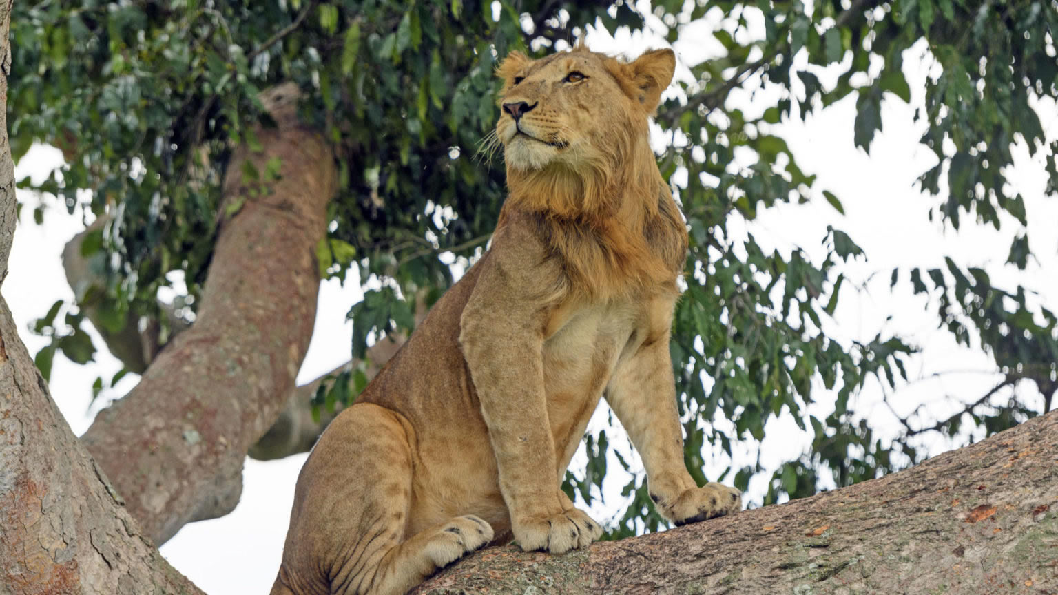 queen elizabeth national park queen elizabeth national park