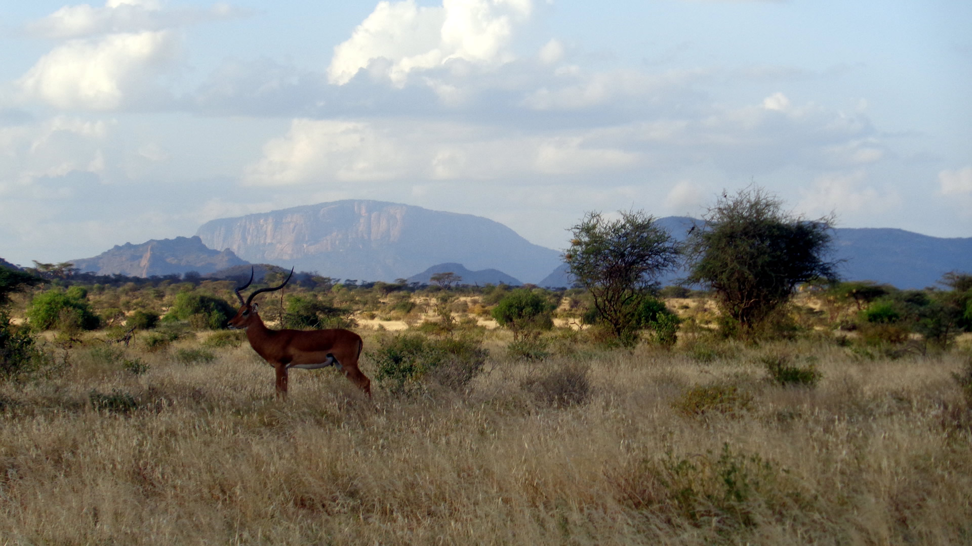 samburu national reserve samburu national reserve