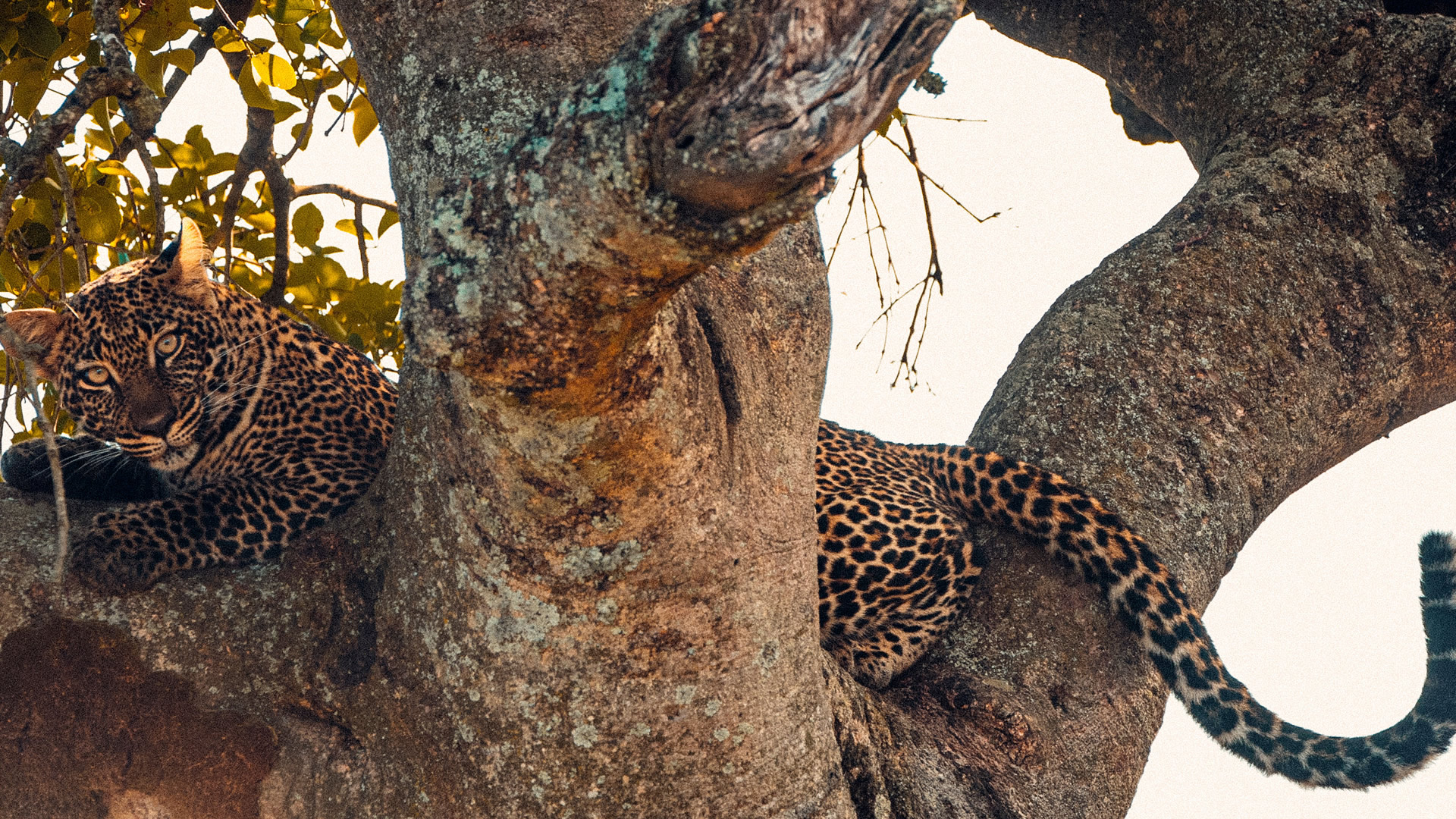 9 nights tanzania offbeat safari